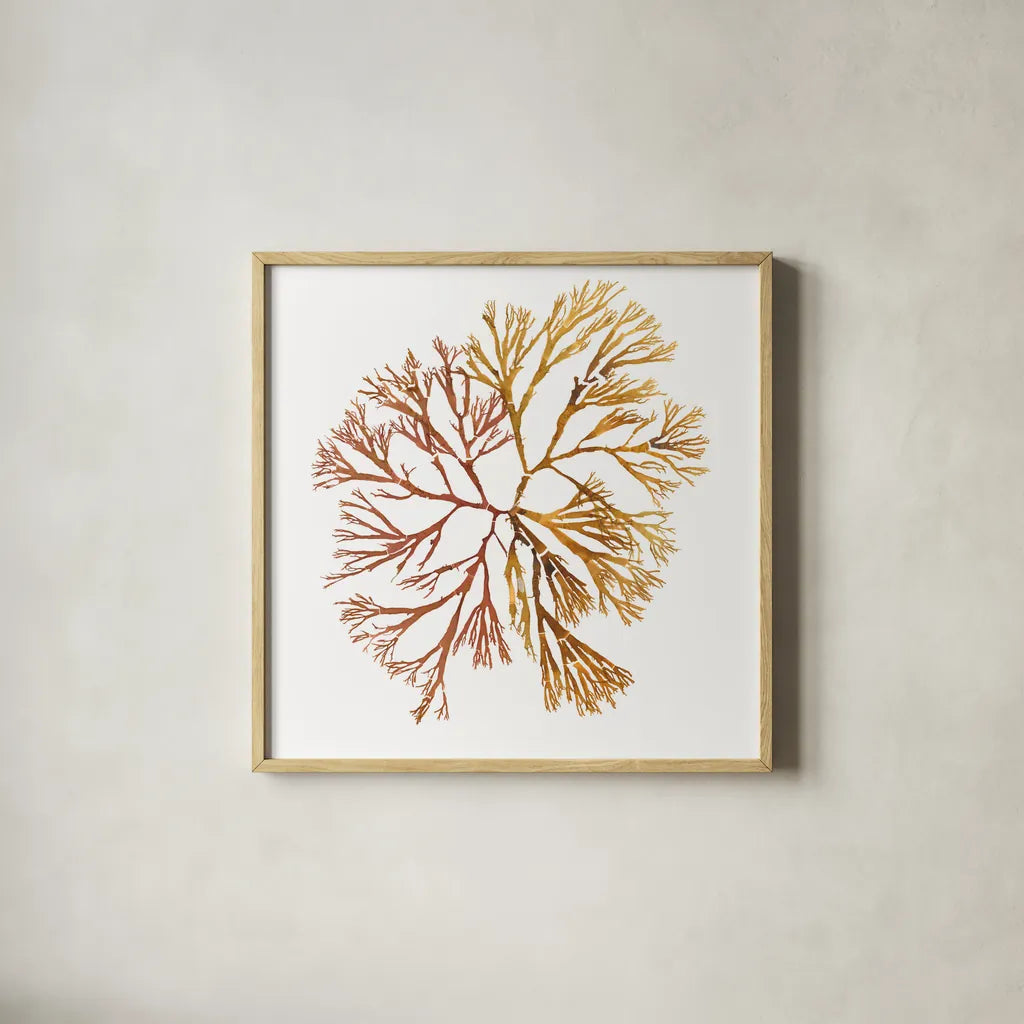 Pacific Sea Mosses XX White Sq by Wild Apple Portfolio. Shown in a natural wood glass frame for a timeless modern aesthetic. Available as an archival giclee rolled canvas, fine art paper, or poster print. SKU 51618a.
