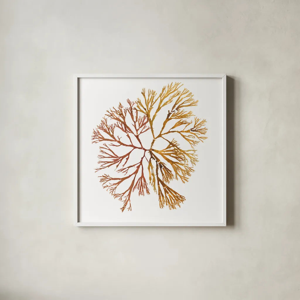 Pacific Sea Mosses XX White Sq by Wild Apple Portfolio. Shown in a crisp white glass frame for a clean and minimalist style. Available as an archival giclee rolled canvas, fine art paper, or poster print. SKU 51618a.