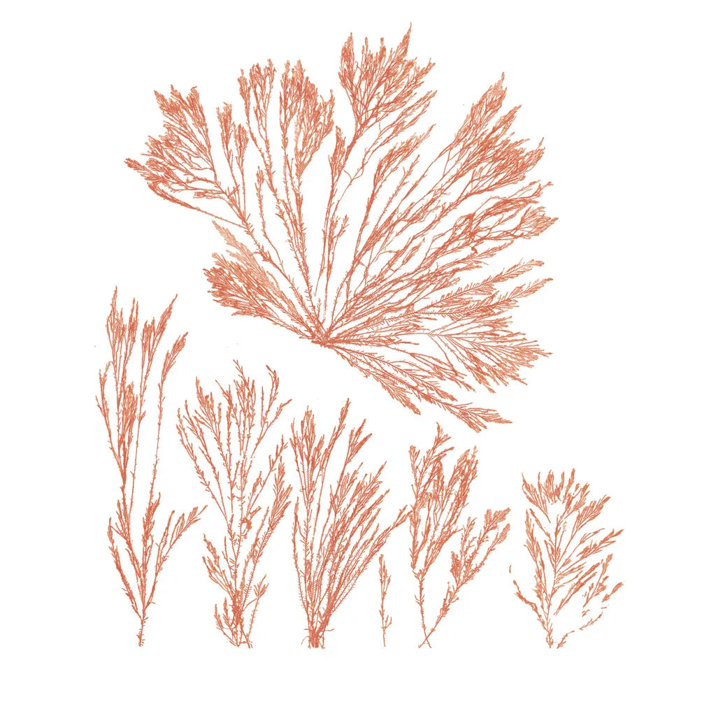 Pacific Sea Mosses XXI Red Sq by Wild Apple Portfolio. SKU 53852a. Archival Giclee Fine art print for wall decor.