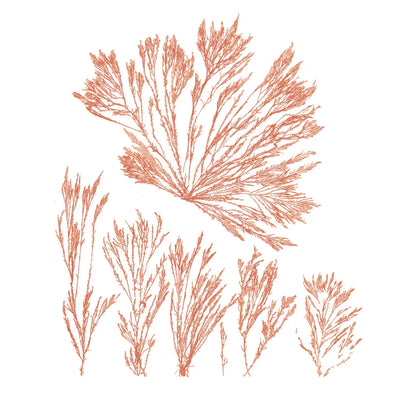 Pacific Sea Mosses XXI Red Sq by Wild Apple Portfolio. SKU 53852a. Archival Giclee Fine art print for wall decor.