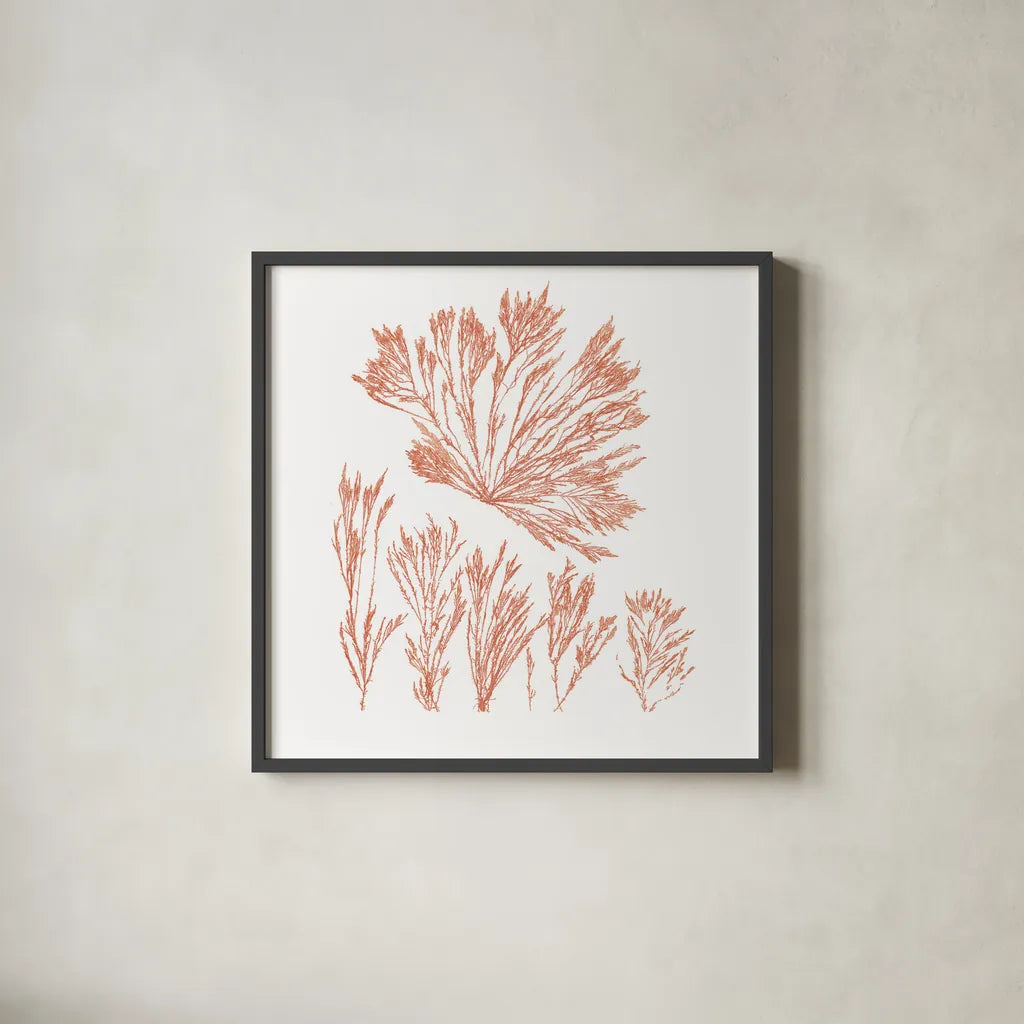 Pacific Sea Mosses XXI Red Sq by Wild Apple Portfolio. Shown in a sleek black glass frame for a contemporary gallery look. Available as an archival giclee rolled canvas, fine art paper, or poster print. SKU 53852a.