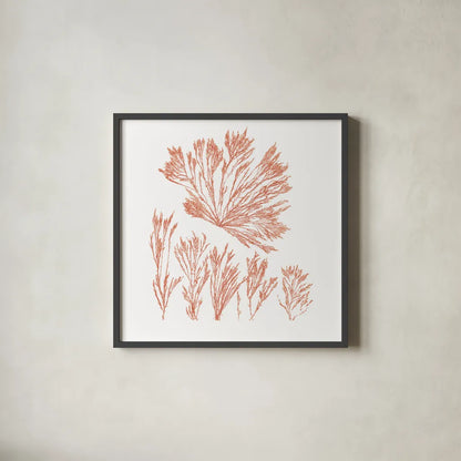 Pacific Sea Mosses XXI Red Sq by Wild Apple Portfolio. Shown in a sleek black glass frame for a contemporary gallery look. Available as an archival giclee rolled canvas, fine art paper, or poster print. SKU 53852a.