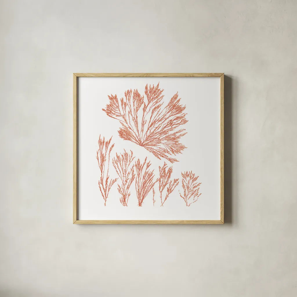 Pacific Sea Mosses XXI Red Sq by Wild Apple Portfolio. Shown in a natural wood glass frame for a timeless modern aesthetic. Available as an archival giclee rolled canvas, fine art paper, or poster print. SKU 53852a.