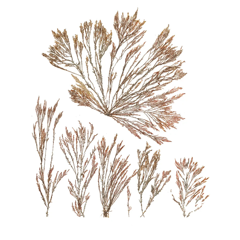 Pacific Sea Mosses XXI White Sq by Wild Apple Portfolio. SKU 51619a. Archival Giclee Fine art print for wall decor.