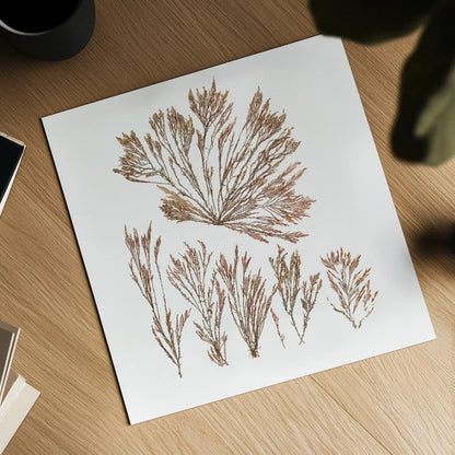 Pacific Sea Mosses XXI White Sq by Wild Apple Portfolio. Shown as a detailed flat fine art print, highlighting archival giclee quality. Available as an archival giclee rolled canvas, fine art paper, or poster print. SKU 51619a.