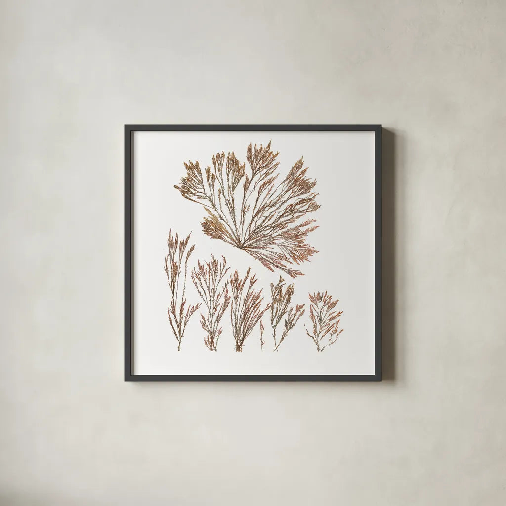 Pacific Sea Mosses XXI White Sq by Wild Apple Portfolio. Shown in a sleek black glass frame for a contemporary gallery look. Available as an archival giclee rolled canvas, fine art paper, or poster print. SKU 51619a.