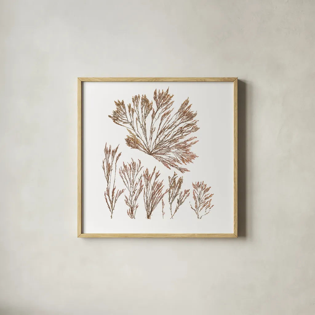 Pacific Sea Mosses XXI White Sq by Wild Apple Portfolio. Shown in a natural wood glass frame for a timeless modern aesthetic. Available as an archival giclee rolled canvas, fine art paper, or poster print. SKU 51619a.
