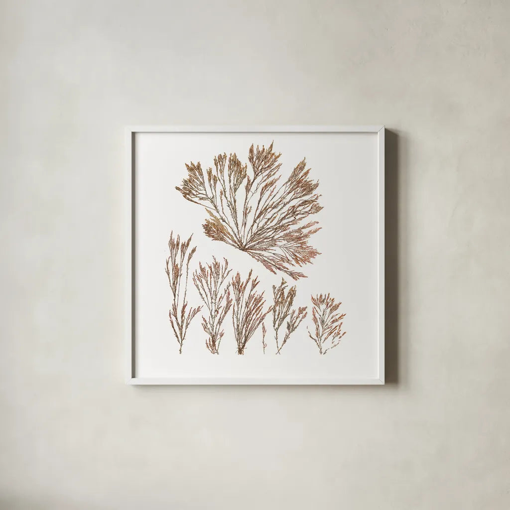 Pacific Sea Mosses XXI White Sq by Wild Apple Portfolio. Shown in a crisp white glass frame for a clean and minimalist style. Available as an archival giclee rolled canvas, fine art paper, or poster print. SKU 51619a.