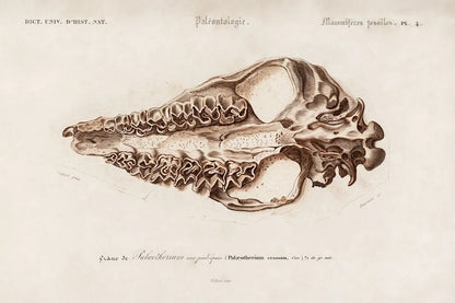 Palaeotherium Illustrated by Wild Apple Portfolio. SKU 90318i. Archival Giclee Fine art print for wall decor.