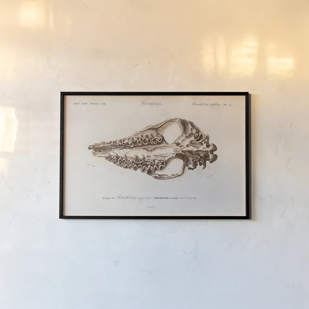 Palaeotherium Illustrated by Wild Apple Portfolio. shown as a paper print in a black flame. Available as a archival giclee rolled canvas, fine art paper, or poster print. SKU 90318i.