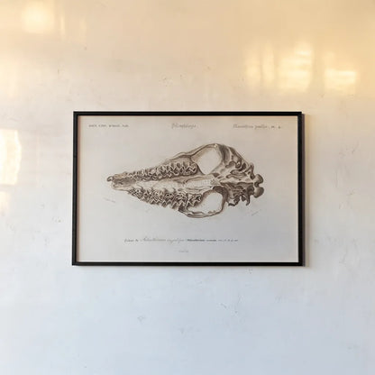 Palaeotherium Illustrated by Wild Apple Portfolio. shown as a paper print in a black flame. Available as a archival giclee rolled canvas, fine art paper, or poster print. SKU 90318i.