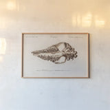 Palaeotherium Illustrated by Wild Apple Portfolio. shown as a paper print in a natural frame. Available as a archival giclee rolled canvas, fine art paper, or poster print. SKU 90318i.