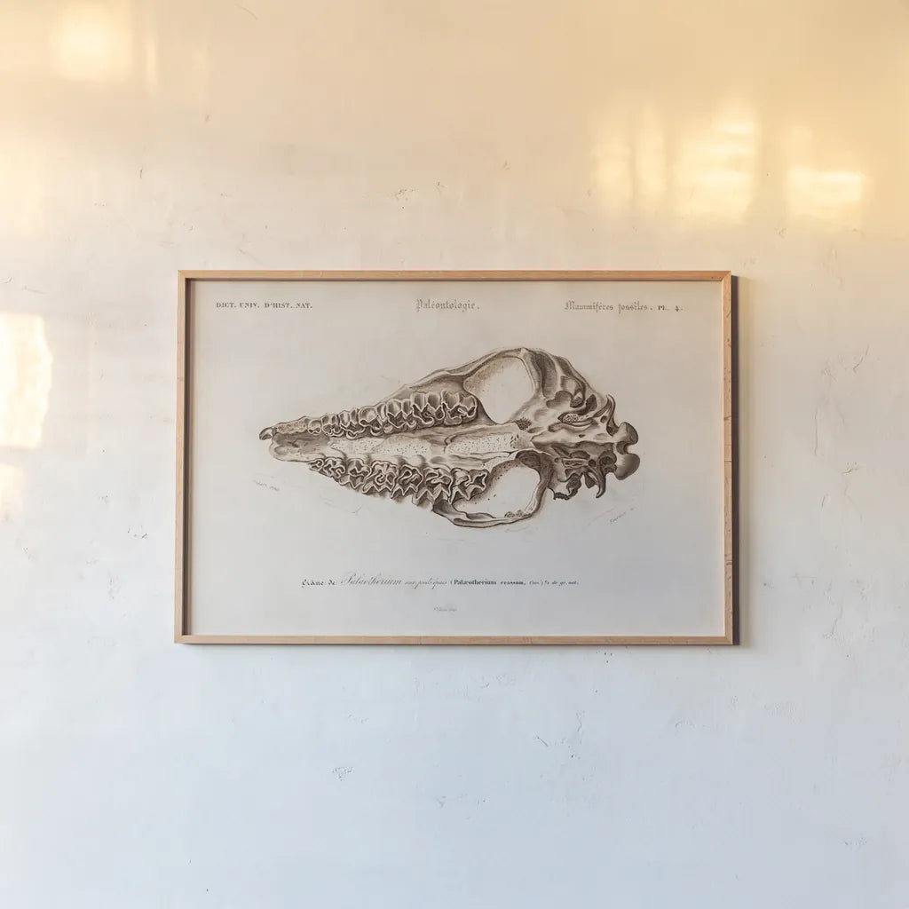 Palaeotherium Illustrated by Wild Apple Portfolio. shown as a paper print in a natural frame. Available as a archival giclee rolled canvas, fine art paper, or poster print. SKU 90318i.