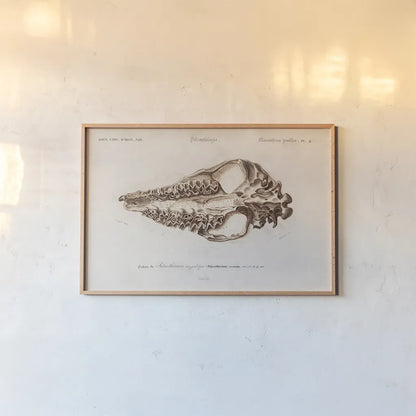 Palaeotherium Illustrated by Wild Apple Portfolio. shown as a paper print in a natural frame. Available as a archival giclee rolled canvas, fine art paper, or poster print. SKU 90318i.