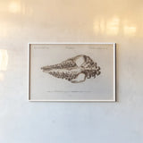 Palaeotherium Illustrated by Wild Apple Portfolio. shown as a paper print in a white frame. Available as a archival giclee rolled canvas, fine art paper, or poster print. SKU 90318i.