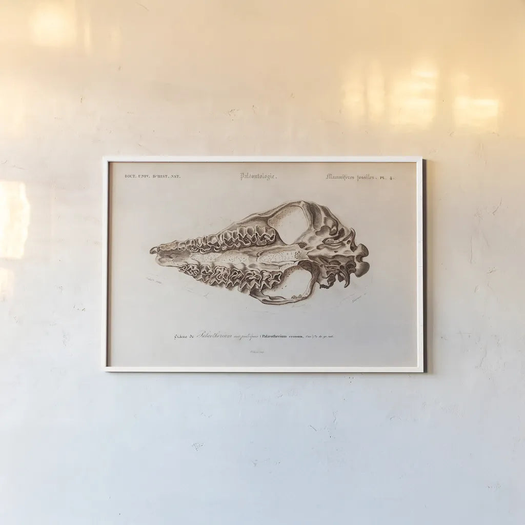 Palaeotherium Illustrated by Wild Apple Portfolio. shown as a paper print in a white frame. Available as a archival giclee rolled canvas, fine art paper, or poster print. SKU 90318i.