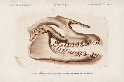 Palaeotherium Skull Illustrated by Wild Apple Portfolio. SKU 90319i. Archival Giclee Fine art print for wall decor.