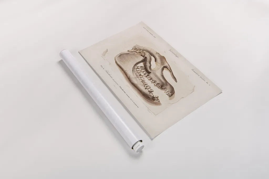 Palaeotherium Skull Illustrated by Wild Apple Portfolio. shown as a rolled paper print. Available as archival giclee rolled canvas, fine art paper, or poster print. SKU 90319i.