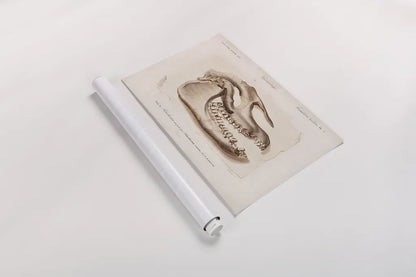 Palaeotherium Skull Illustrated by Wild Apple Portfolio. shown as a rolled paper print. Available as archival giclee rolled canvas, fine art paper, or poster print. SKU 90319i.
