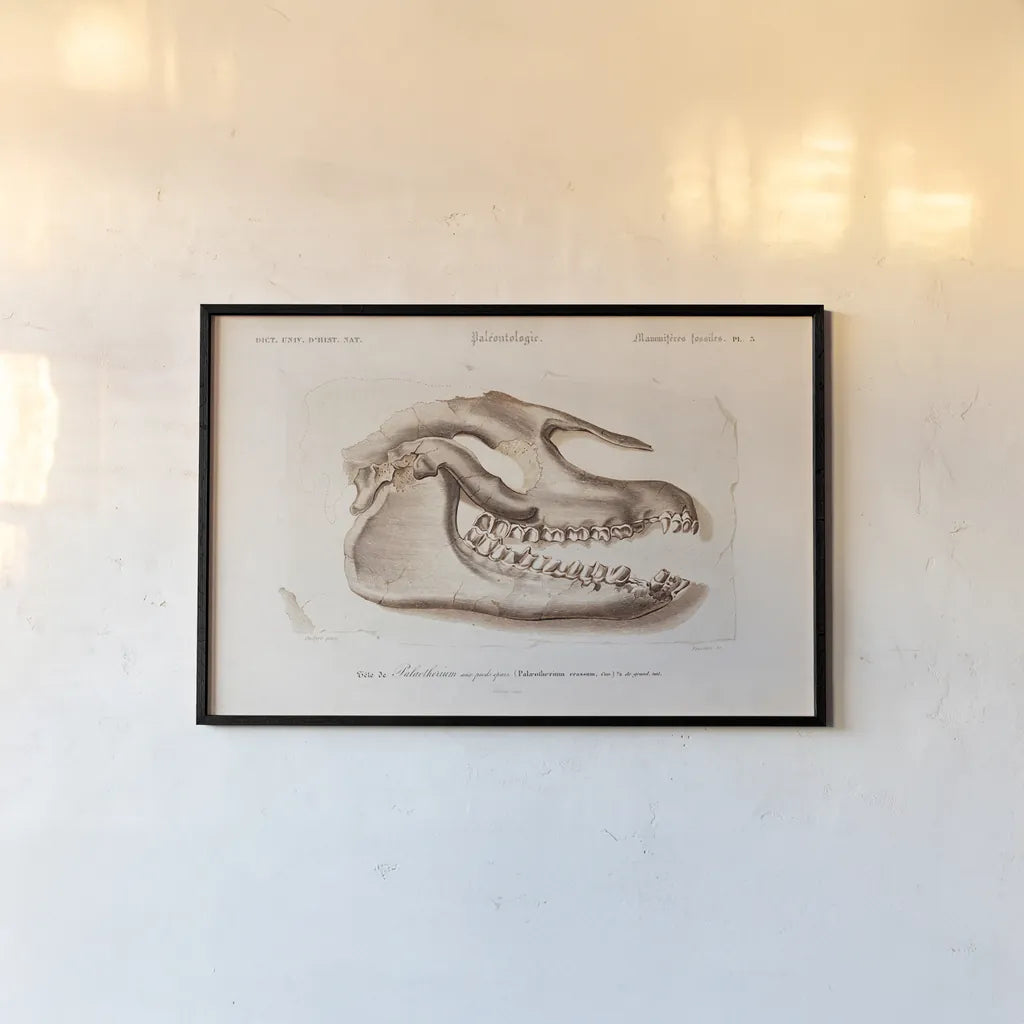 Palaeotherium Skull Illustrated by Wild Apple Portfolio. shown as a paper print in a black flame. Available as a archival giclee rolled canvas, fine art paper, or poster print. SKU 90319i.