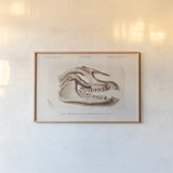 Palaeotherium Skull Illustrated by Wild Apple Portfolio. shown as a paper print in a natural frame. Available as a archival giclee rolled canvas, fine art paper, or poster print. SKU 90319i.