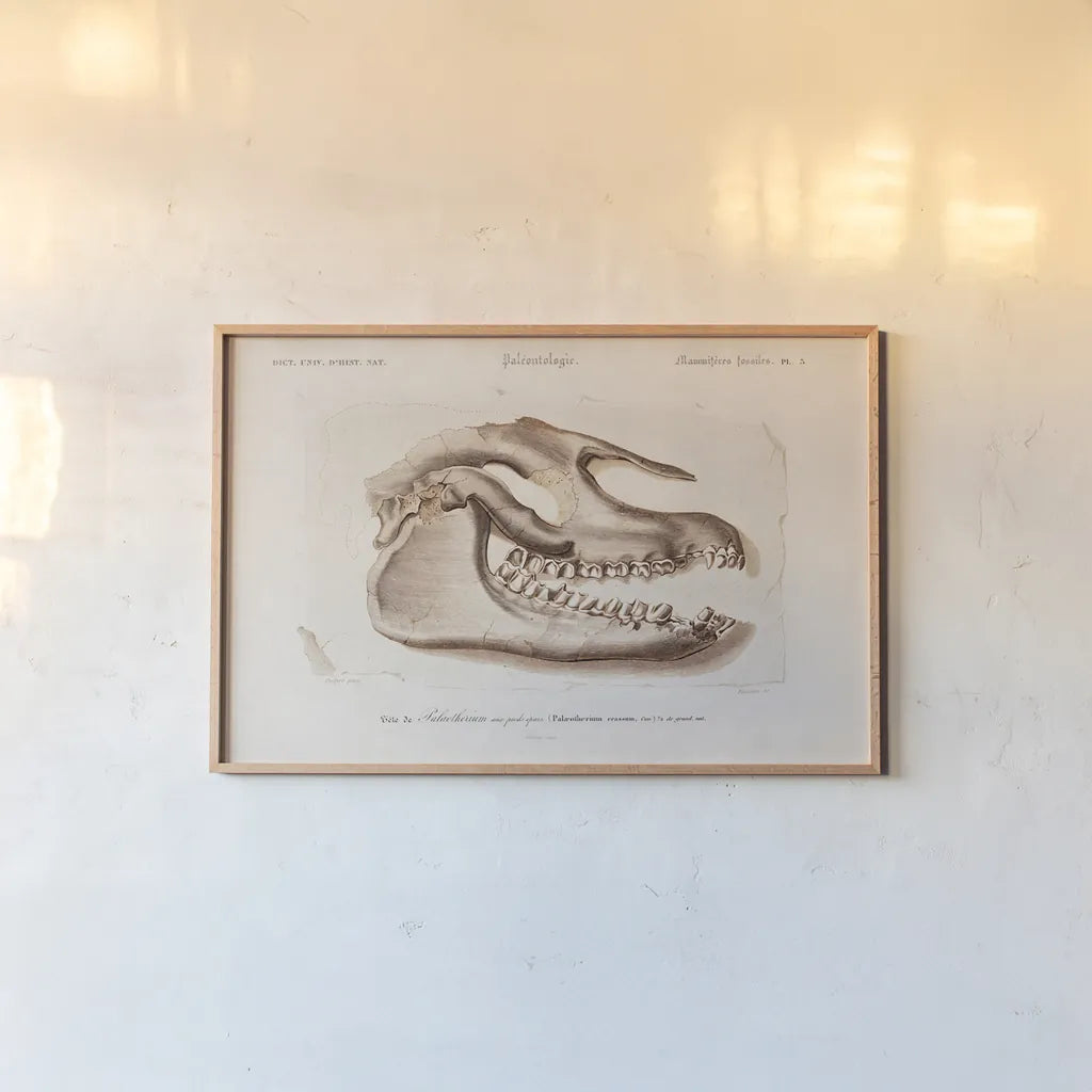 Palaeotherium Skull Illustrated by Wild Apple Portfolio. shown as a paper print in a natural frame. Available as a archival giclee rolled canvas, fine art paper, or poster print. SKU 90319i.