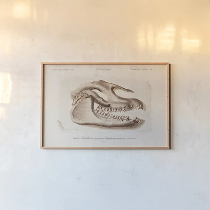 Palaeotherium Skull Illustrated by Wild Apple Portfolio. shown as a paper print in a natural frame. Available as a archival giclee rolled canvas, fine art paper, or poster print. SKU 90319i.