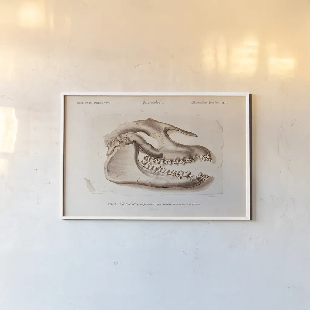 Palaeotherium Skull Illustrated by Wild Apple Portfolio. shown as a paper print in a white frame. Available as a archival giclee rolled canvas, fine art paper, or poster print. SKU 90319i.