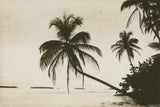 Palm Beach I by Wild Apple Portfolio. SKU 74493i. Archival Giclee Fine art print for wall decor.
