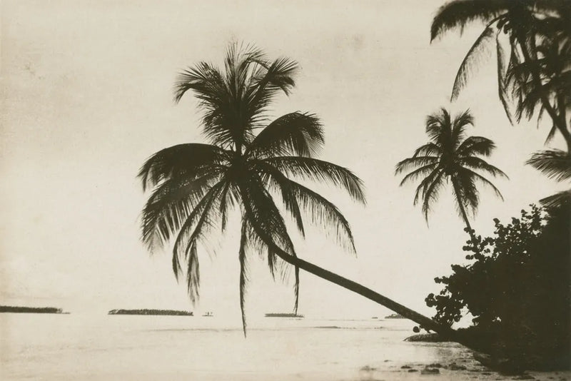 Palm Beach I by Wild Apple Portfolio. SKU 74493i. Archival Giclee Fine art print for wall decor.