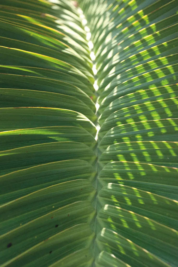 Palm Detail I by Wild Apple Portfolio. SKU 56300h. Archival Giclee Fine art print for wall decor.