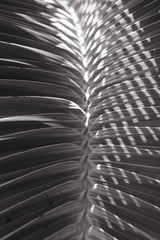 Palm Detail I BW by Wild Apple Portfolio. SKU 56304h. Archival Giclee Fine art print for wall decor.