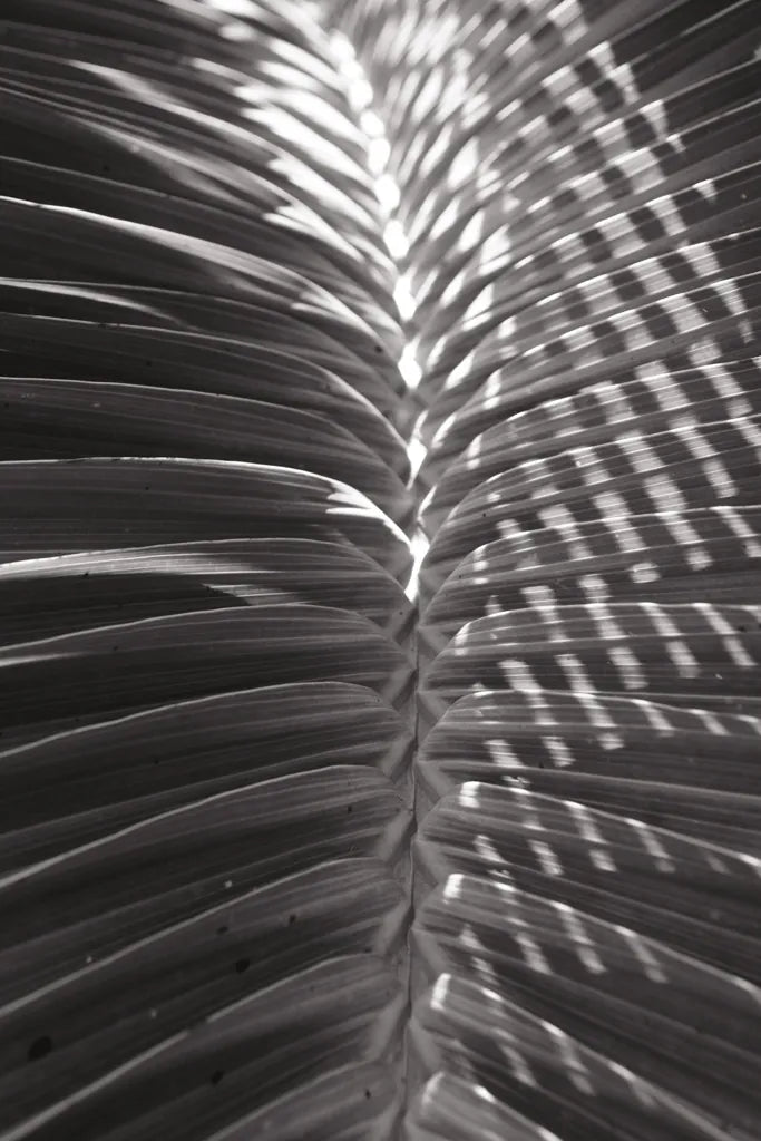 Palm Detail I BW by Wild Apple Portfolio. SKU 56304h. Archival Giclee Fine art print for wall decor.