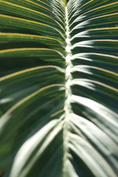 Palm Detail II by Wild Apple Portfolio. SKU 56301h. Archival Giclee Fine art print for wall decor.