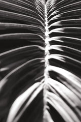 Palm Detail II BW by Wild Apple Portfolio. SKU 56305h. Archival Giclee Fine art print for wall decor.