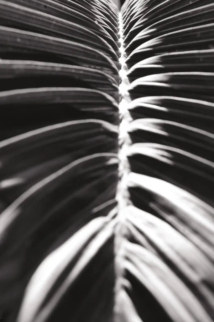 Palm Detail II BW by Wild Apple Portfolio. SKU 56305h. Archival Giclee Fine art print for wall decor.