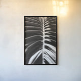 Palm Detail II BW by Wild Apple Portfolio. shown as a paper print in a black flame. Available as a archival giclee rolled canvas, fine art paper, or poster print. SKU 56305h.