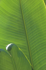 Palm Detail III by Wild Apple Portfolio. SKU 56302h. Archival Giclee Fine art print for wall decor.