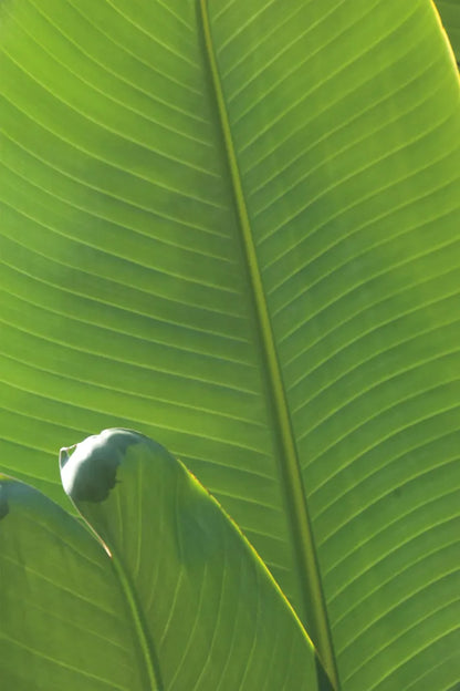 Palm Detail III by Wild Apple Portfolio. SKU 56302h. Archival Giclee Fine art print for wall decor.