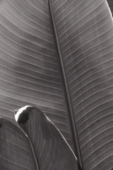 Palm Detail III BW by Wild Apple Portfolio. SKU 56306h. Archival Giclee Fine art print for wall decor.