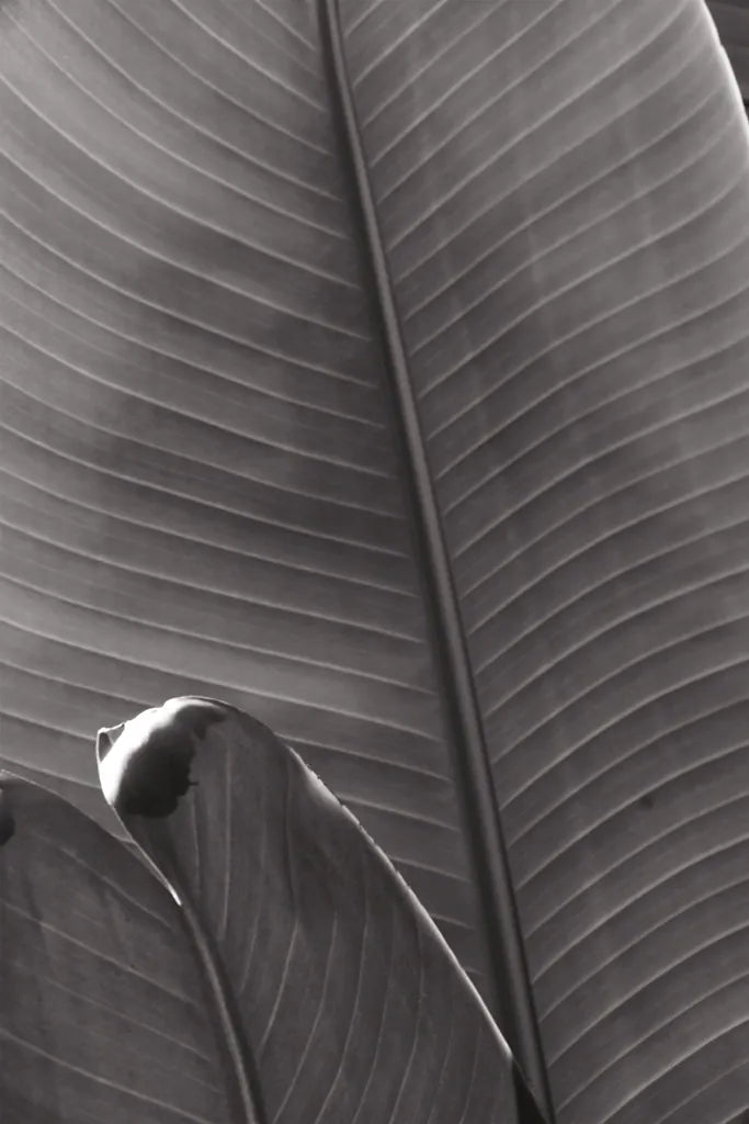 Palm Detail III BW by Wild Apple Portfolio. SKU 56306h. Archival Giclee Fine art print for wall decor.