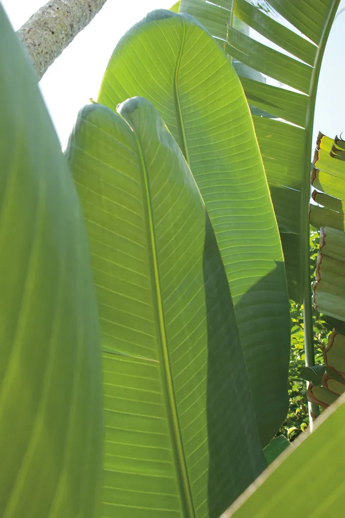 Palm Detail IV by Wild Apple Portfolio. SKU 56303h. Archival Giclee Fine art print for wall decor.