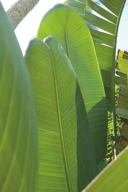 Palm Detail IV by Wild Apple Portfolio. SKU 56303h. Archival Giclee Fine art print for wall decor.