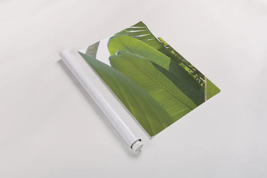 Palm Detail IV by Wild Apple Portfolio. shown as a rolled paper print. Available as archival giclee rolled canvas, fine art paper, or poster print. SKU 56303h.