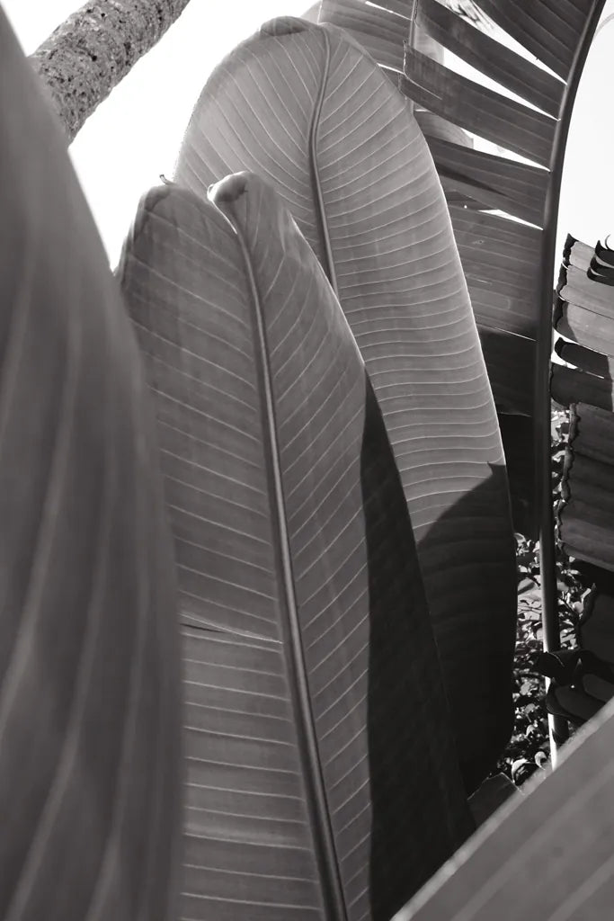 Palm Detail IV BW by Wild Apple Portfolio. SKU 56307h. Archival Giclee Fine art print for wall decor.