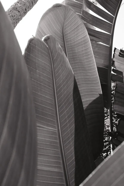 Palm Detail IV BW by Wild Apple Portfolio. SKU 56307h. Archival Giclee Fine art print for wall decor.