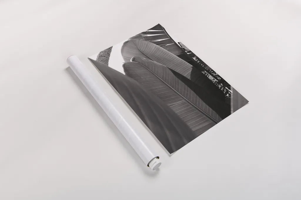 Palm Detail IV BW by Wild Apple Portfolio. shown as a rolled paper print. Available as archival giclee rolled canvas, fine art paper, or poster print. SKU 56307h.