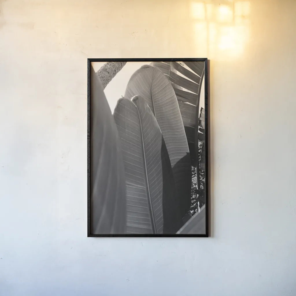 Palm Detail IV BW by Wild Apple Portfolio. shown as a paper print in a black flame. Available as a archival giclee rolled canvas, fine art paper, or poster print. SKU 56307h.