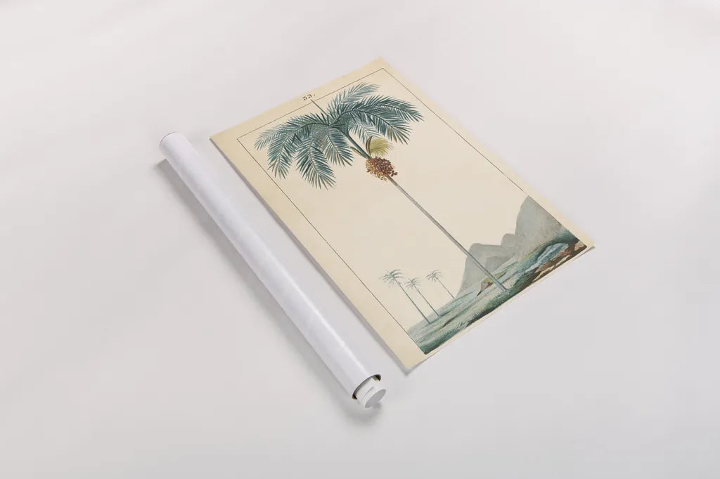 Palm Tree by Wild Apple Portfolio. shown as a rolled paper print. Available as archival giclee rolled canvas, fine art paper, or poster print. SKU 88449h.