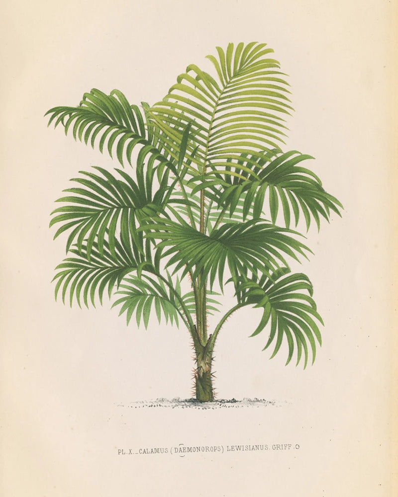 Palmier I by Wild Apple Portfolio